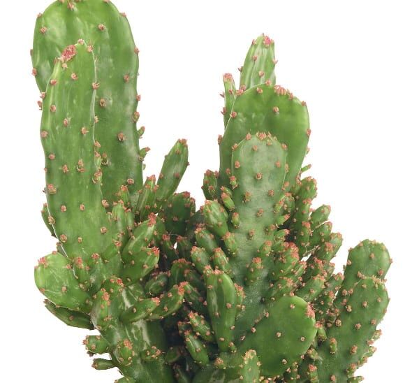 Cereus Peruvianus Photo 1