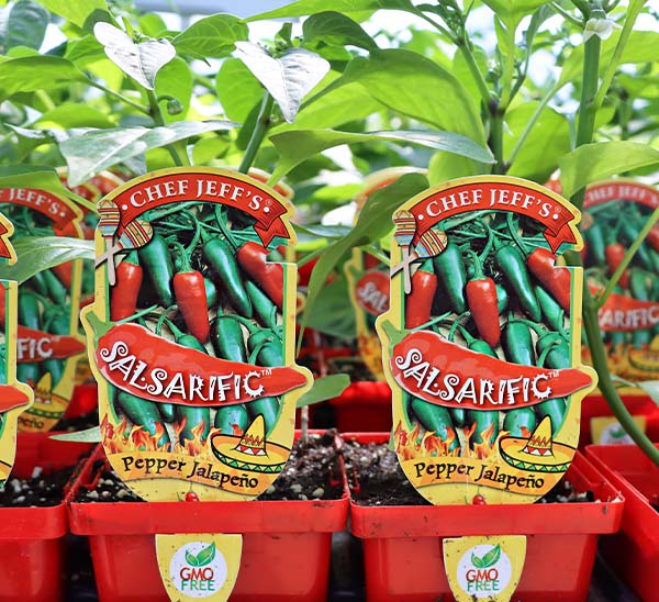 Jalapeno Pepper