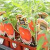 Gardener's Kit Photo 1