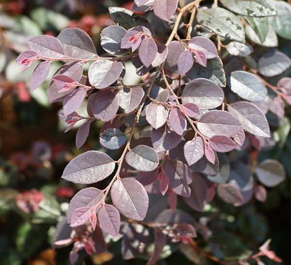 Cerise Charm Fringe Flower foliage