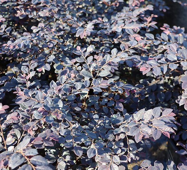 Cerise Charm Fringe Flower Purple Foliage