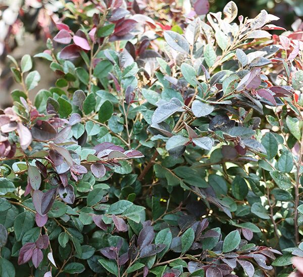 Cerise Charm Fringe Flower Shrub