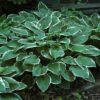 Francee Hosta Photo 1