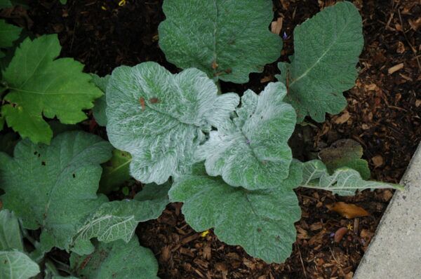 Silver Sage Photo 1
