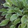 So Sweet Hosta Photo 1
