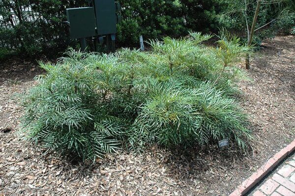 soft caress mahonia