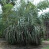 Jelly Palm Photo 1
