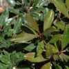 Bronze Beauty Cleyera Photo 1