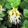 Hall's Japanese Honeysuckle Photo 1