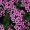 EnduraScape Lavender Verbena Photo 1