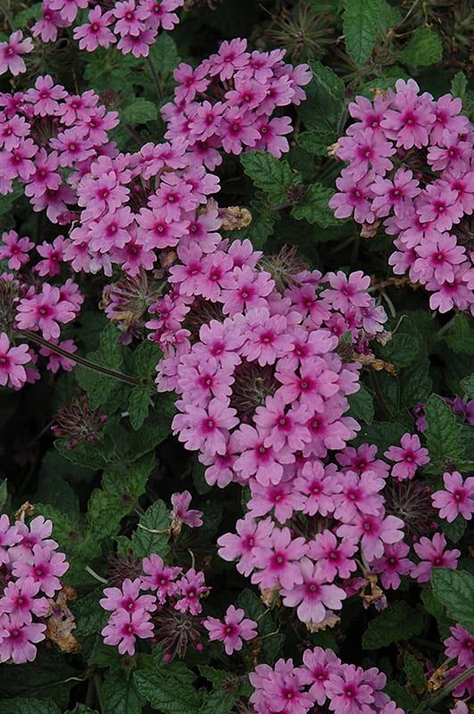 endurascape lavender verbena