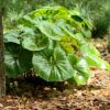 Leopard Plant Photo 1