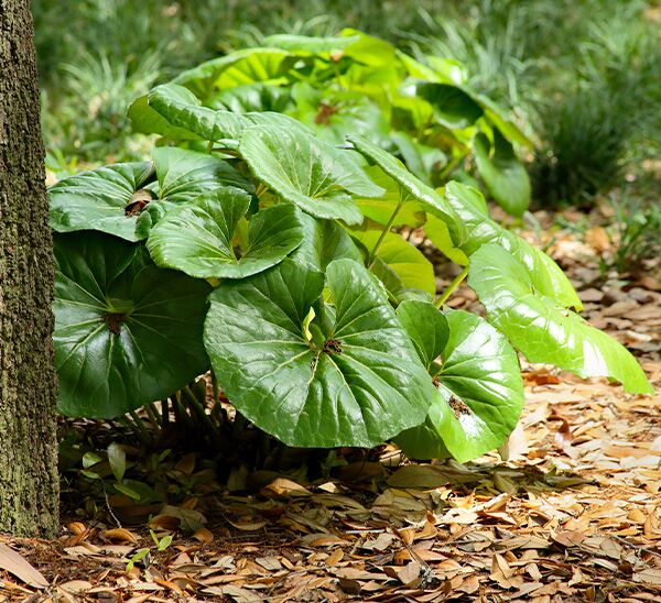 Leopard Plant