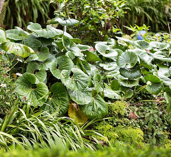 Leopard Plant