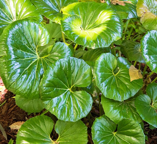 Leopard Plant