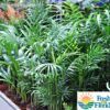 Neanthe Bella Palm Photo 1