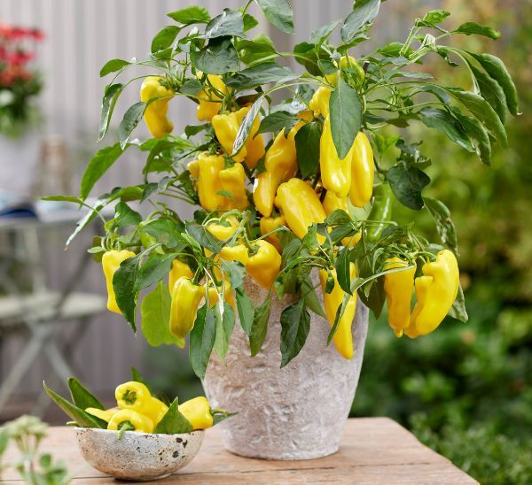 Peppers from Heaven™ yellow