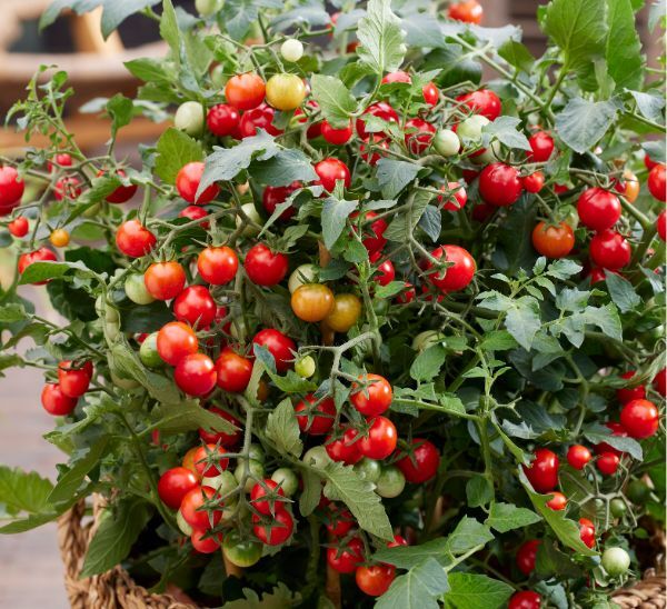 Tiny Temptations™ Red Tomatoes