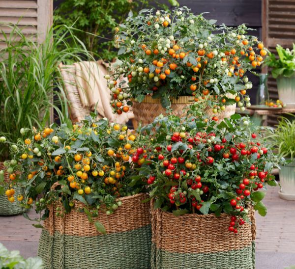 Tiny Temptations Tomatoes