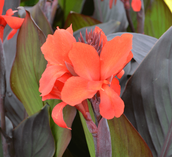 Canna Lily