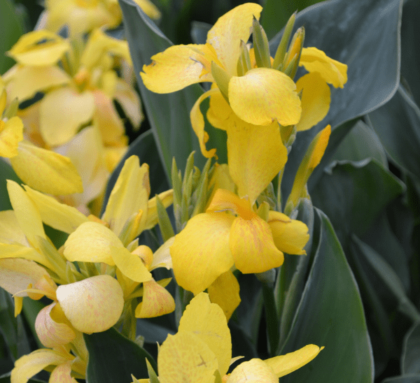 Canna Lily