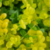 Golden Creeping Jenny Photo 1