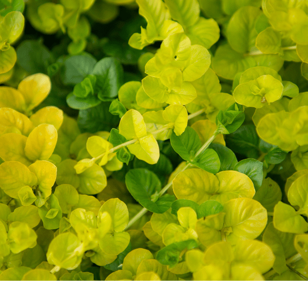 Golden Creeping Jenny Photo 1