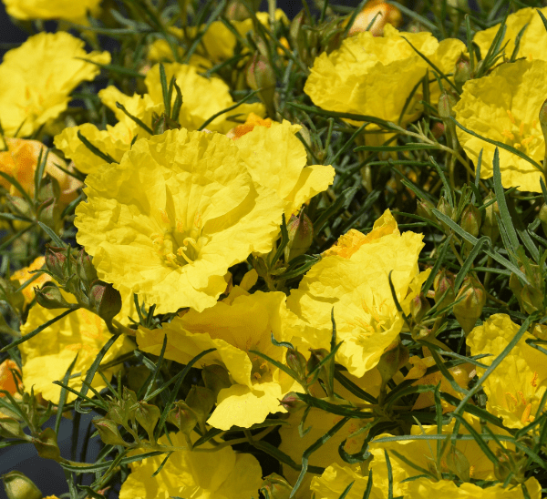 Texas Primrose