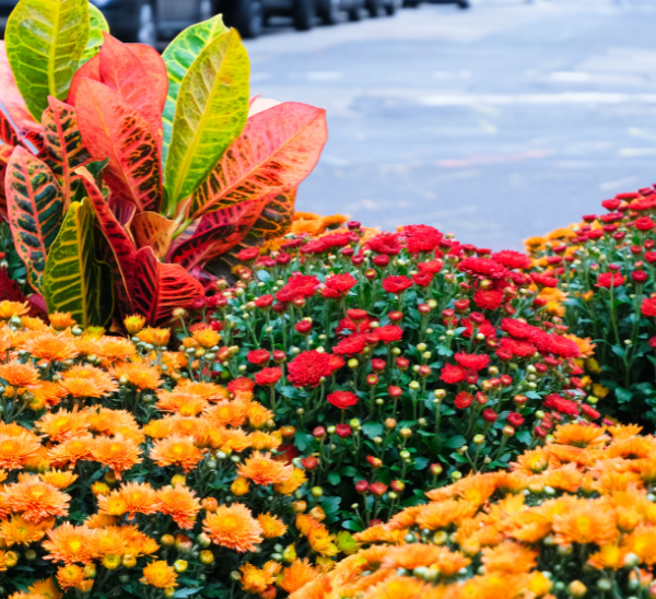 Fall Color Boost Photo 1