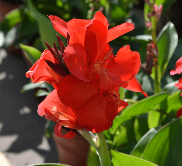 Canna Lily Photo 1