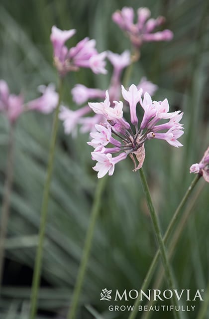 Ashanti Society Garlic Photo 1