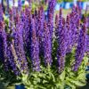 BlewLabel® Perennials Photo 1