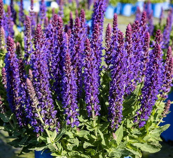 BlewLabel® Perennials Photo 1