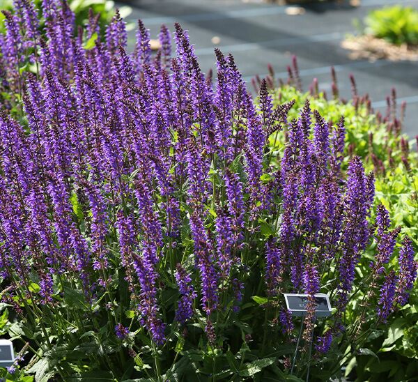 BlewLabel® Perennials