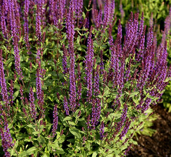 BlewLabel® Perennials