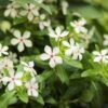 Soiree® Kawaii Catharanthus Photo 1