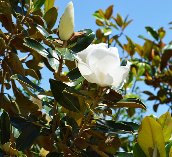 Ornamental Tree Pick & Plant Package Photo 1