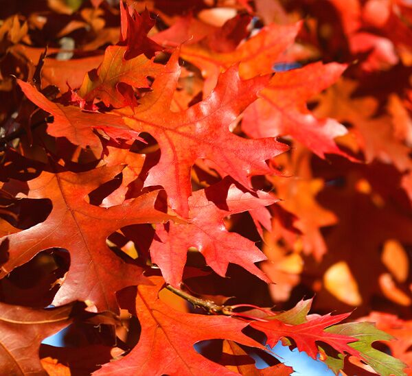 Shade Tree Pick & Plant Package