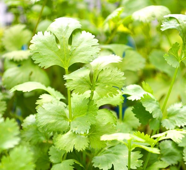 Tex-Mex Herb Kit Photo 1
