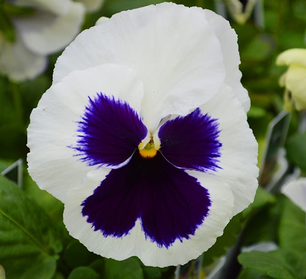Matrix® Pansies White Blotch
