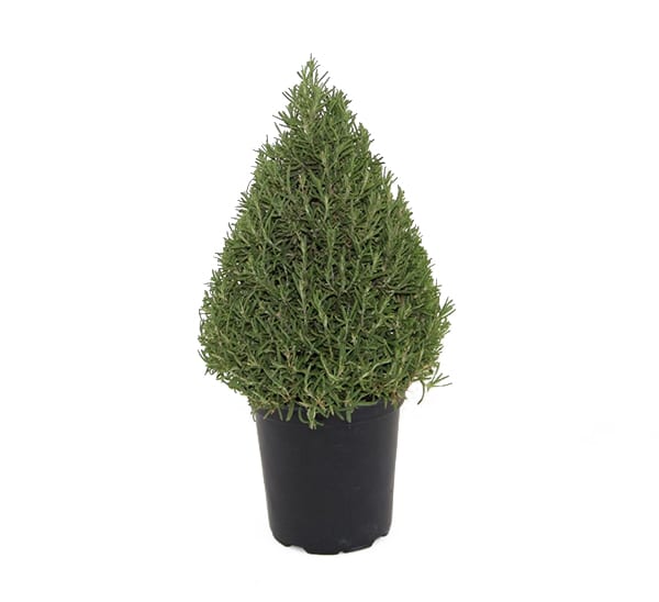 Rosemary Cones Tabletop 1 gallon