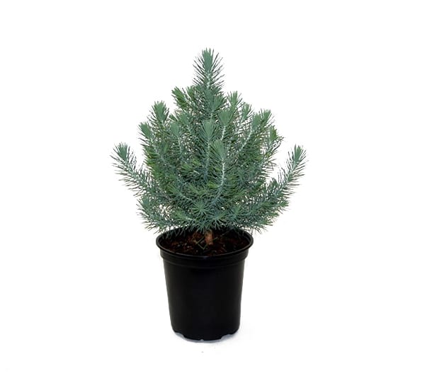 Italian Stone Pine Tree for Tables and Holiday decor 1 gallon