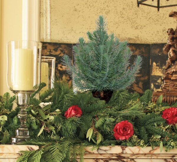 italian stone pine in mantle display