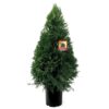 Leyland Cypress Photo 1