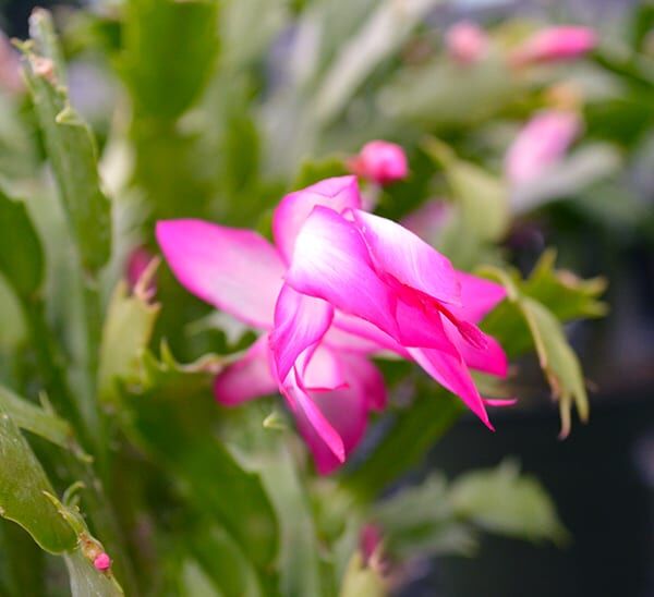 Christmas Cactus Lavender