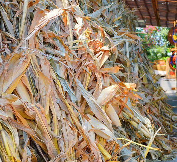 Corn Stalks standing up in a row in garden center