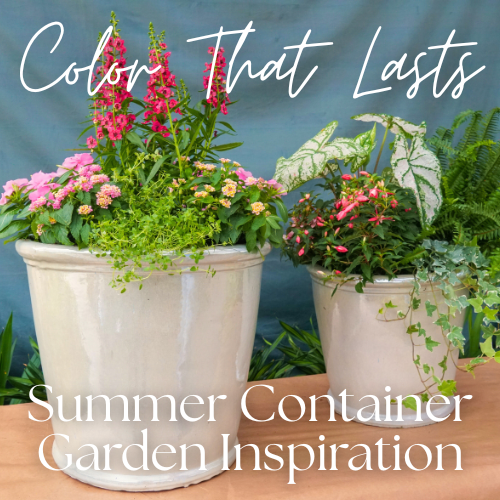 summer container gardening