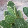 Opuntia Cactus Photo 1
