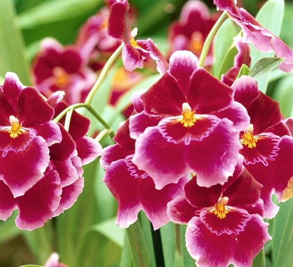 Miltoniopsis Orchid Photo 1
