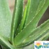 Aloe Vera Photo 1